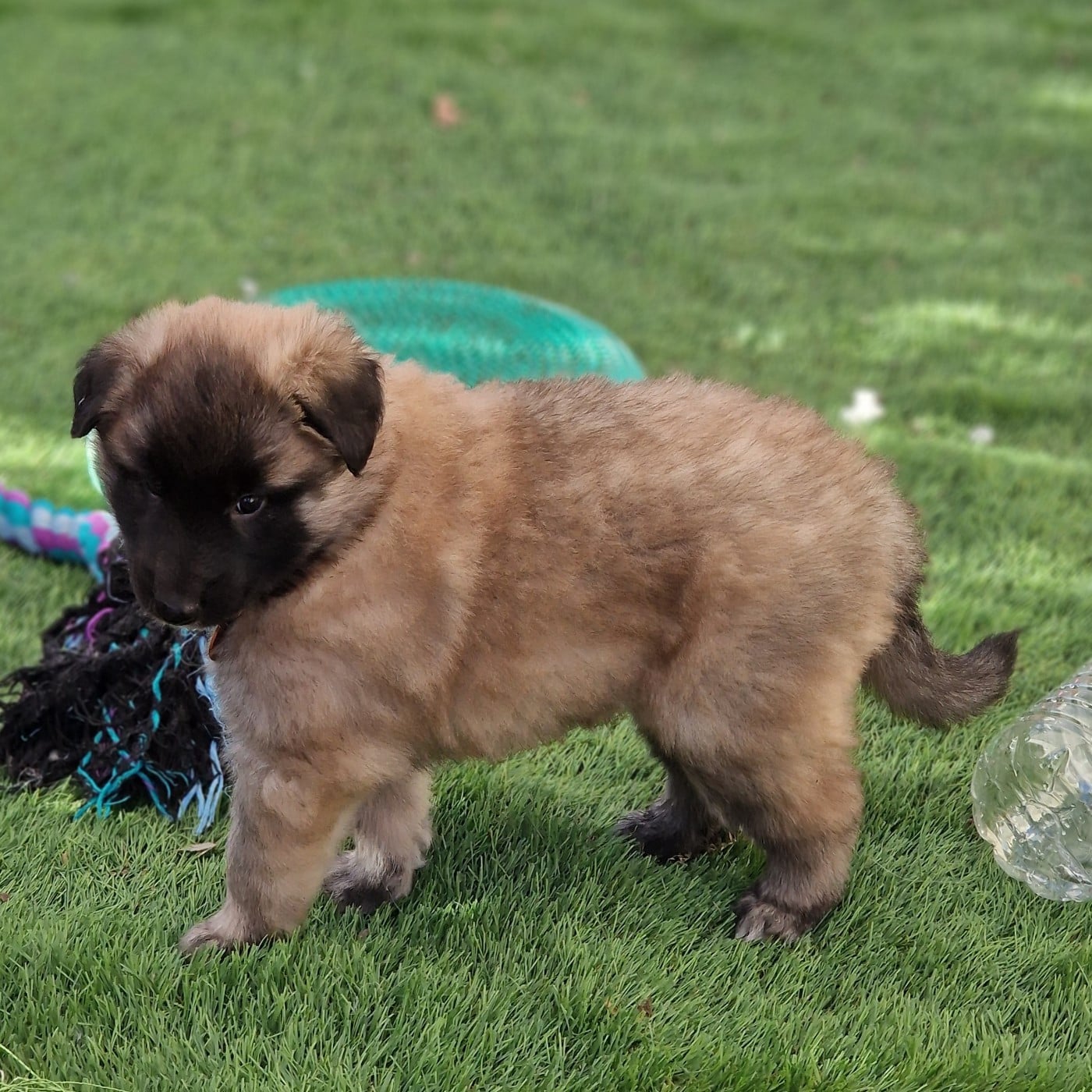 Chiot collier Orange