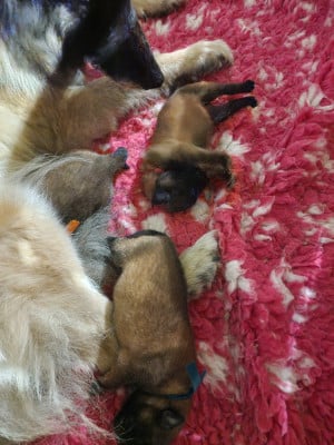 Les chiots de Berger Belge