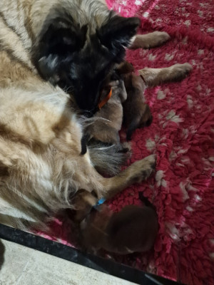 Les chiots de Berger Belge