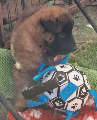 Les chiots de Berger Belge