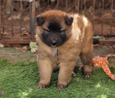 Les chiots de Berger Belge