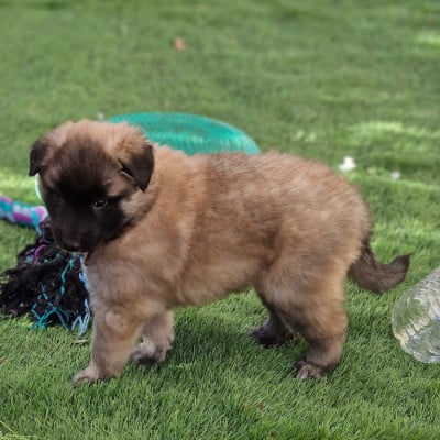 Les chiots de Berger Belge