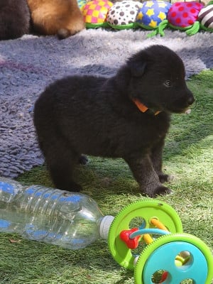 Chiot collier Orange - Berger Belge