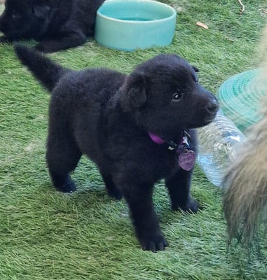 CHIOT collier violet - Berger Belge