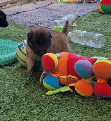 CHIOT collier vert - Berger Belge