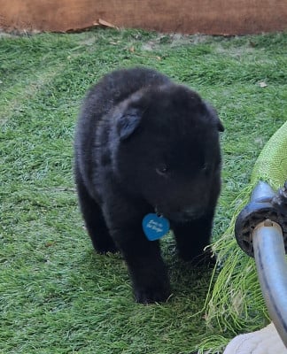 Chiot collier bleu - Berger Belge