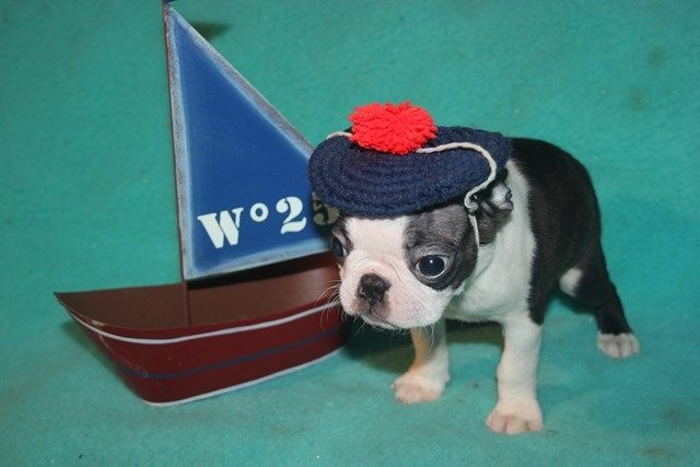 Publication : Du grand fresnoy Auteur : dominique savary