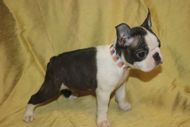 Publication : Du grand fresnoy Auteur : dominique savary