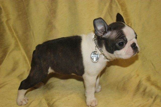 Publication : Du grand fresnoy Auteur : dominique savary