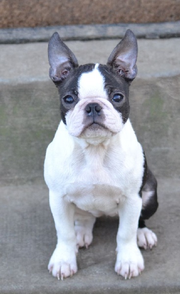 Publication : Du grand fresnoy Auteur : dominique savary