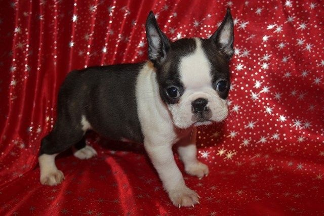 Publication : Du grand fresnoy Auteur : dominique savary