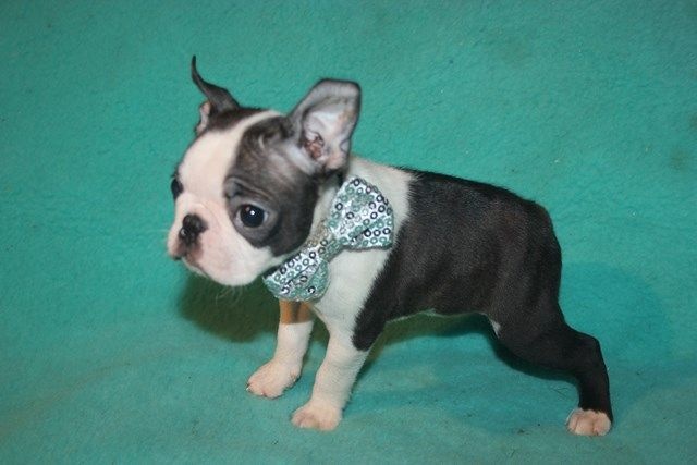 Publication : Du grand fresnoy Auteur : dominique savary