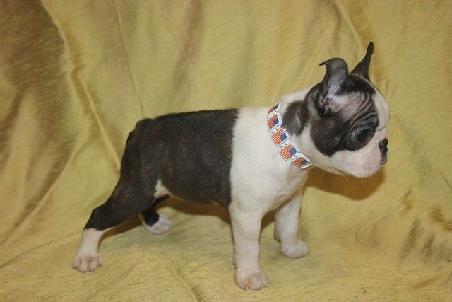 Publication : Du grand fresnoy Auteur : dominique savary