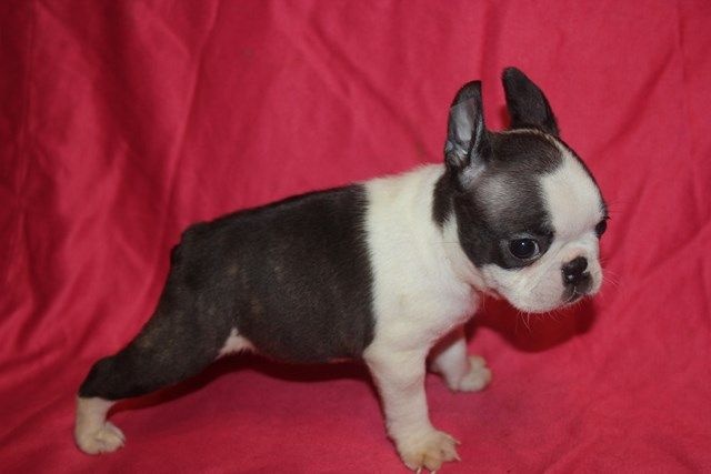 Publication : Du grand fresnoy Auteur : dominique savary