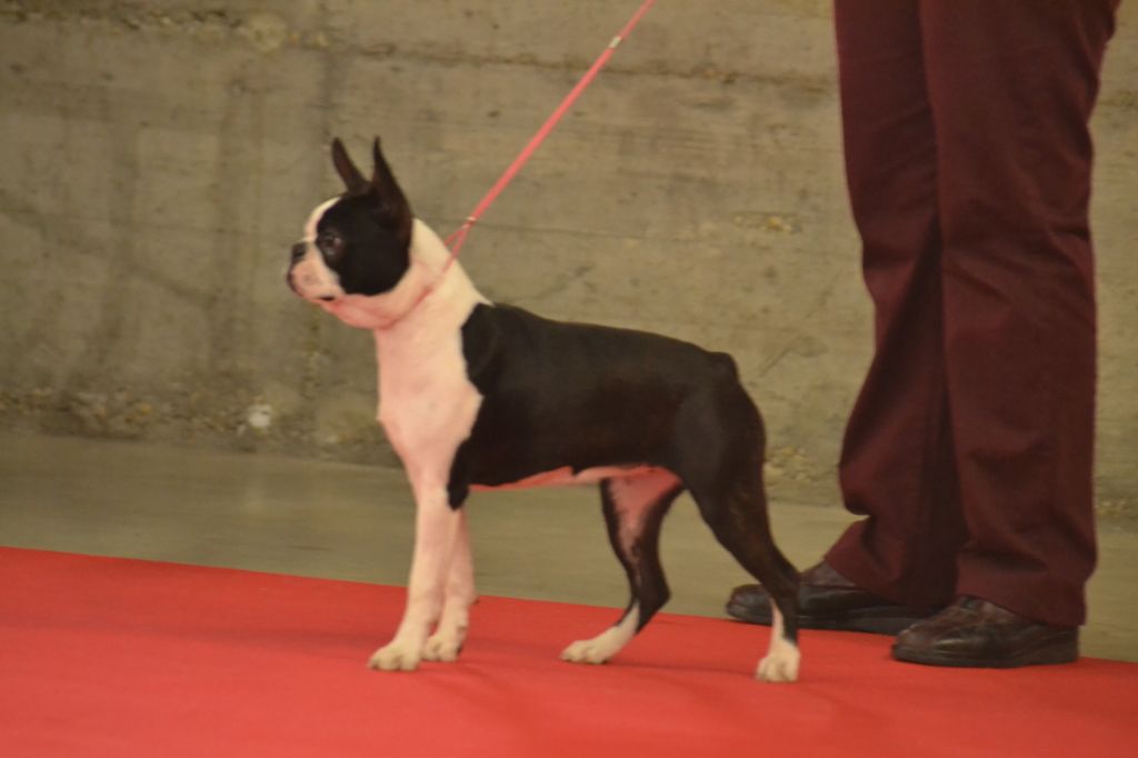 Ophelie vom norden haus - 1ére EXC classe jeune