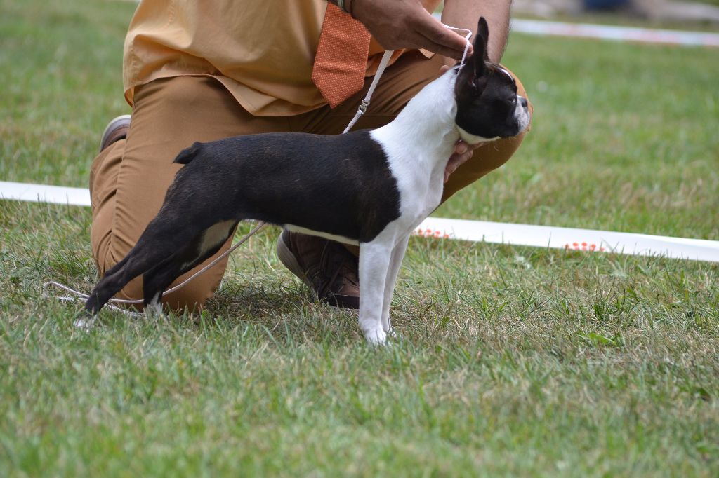 CH. Ja furia beauty gremlins - 1ére Très Prometteur classe Puppy & MEILLEUR PUPPY