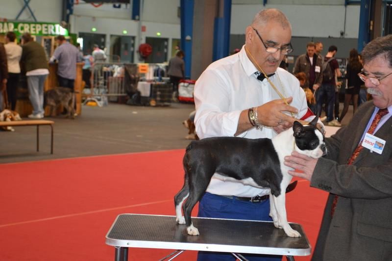 Ophelie vom norden haus - 1ére Exc classe Jeune MEILLEUR JEUNE & MEILLEUR DE SEXE OPPOSEE