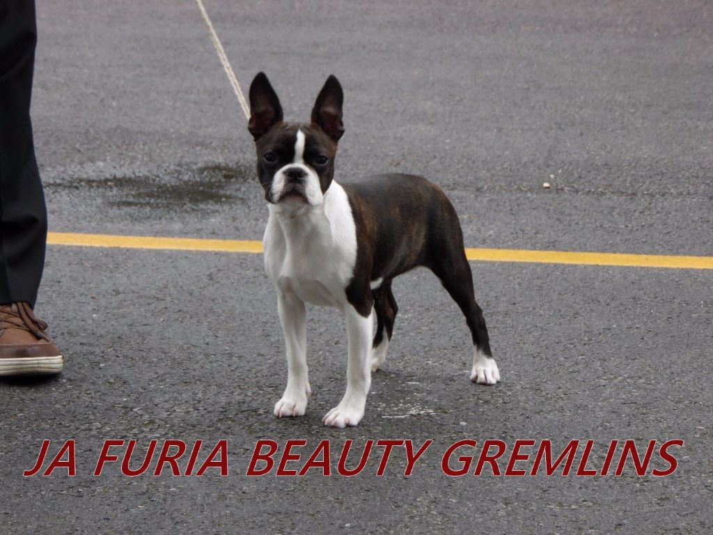 CH. Ja furia beauty gremlins - TRES PROMETTEUR (pas de classement)