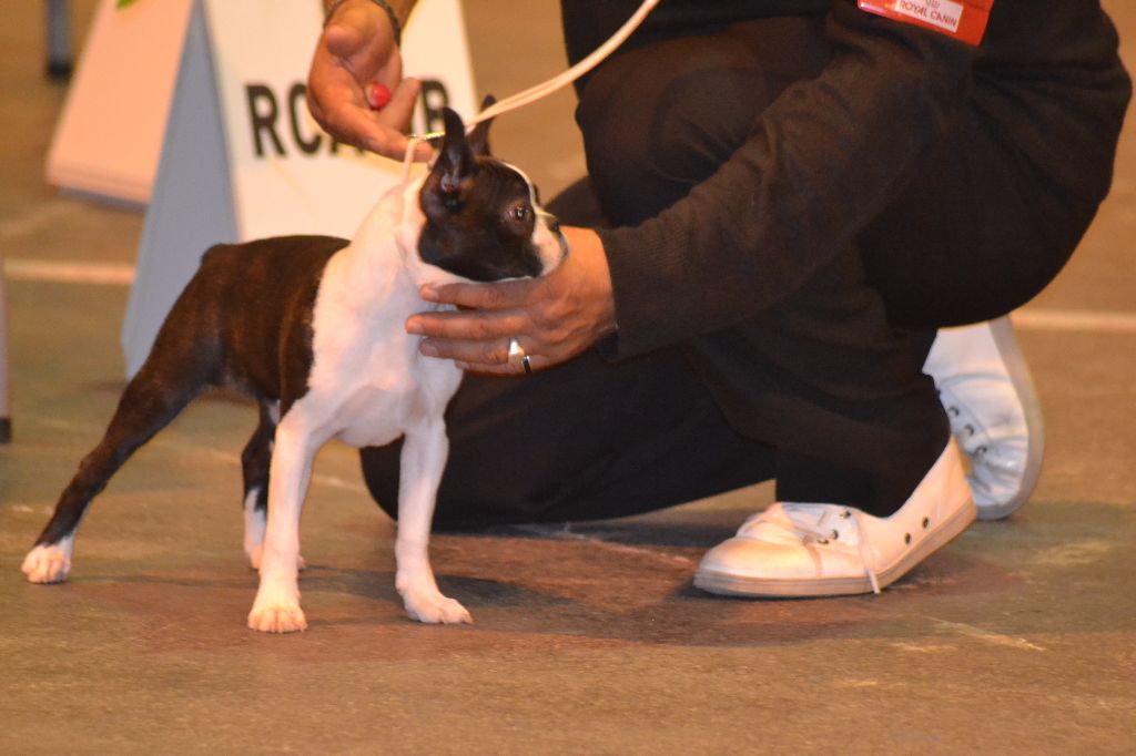 CH. Ja furia beauty gremlins - 1ére T.P classe baby& MEILLEUR BABY