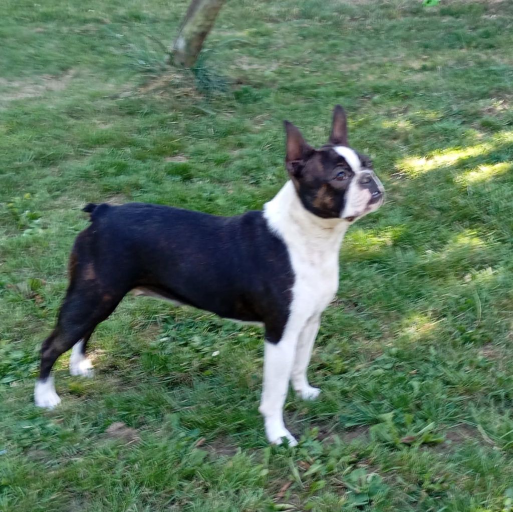 Ch. rebel's to the king vom norden haus - 2EME T.B CLASSE JEUNE + TAN + CONFIRMATION