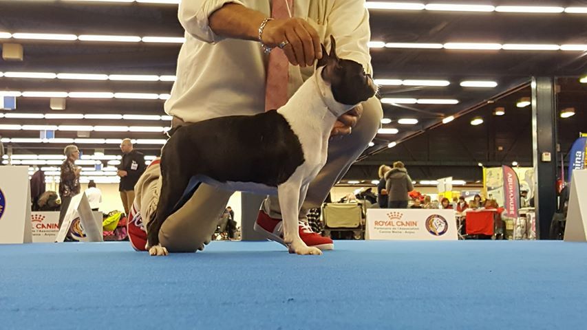 CH. Ja furia beauty gremlins - EXC NON CLASSE classe jeune