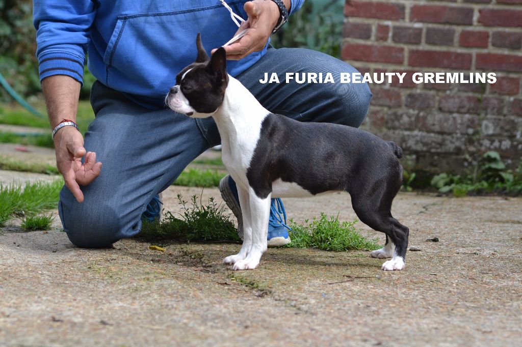 CH. Ja furia beauty gremlins - tres prometteur (pas de classement)