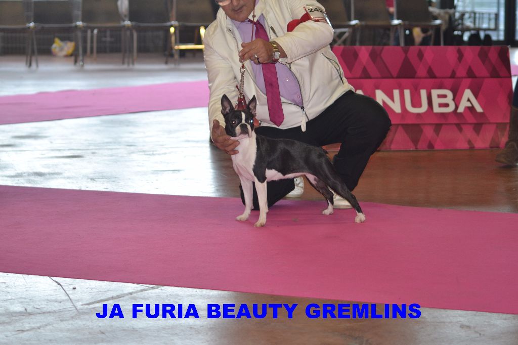 CH. Ja furia beauty gremlins - 2éme EXC classe jeune