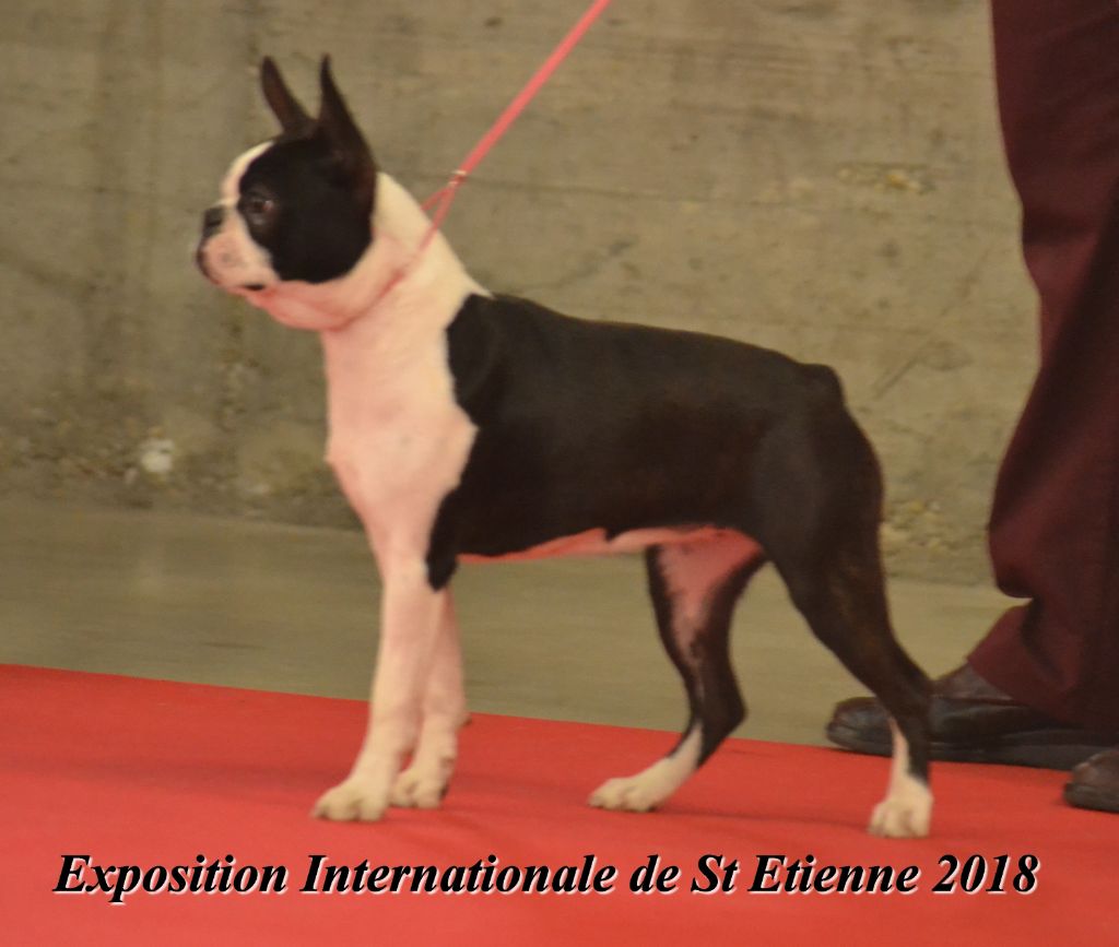 Ophelie vom norden haus - 2éme Exc Classe Puppy