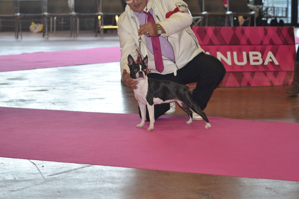 CH. Ja furia beauty gremlins - 1ere EXC CLASSE INTERMEDIAIRE CACS + MEILLEUR DE SEXE OPPOSEE