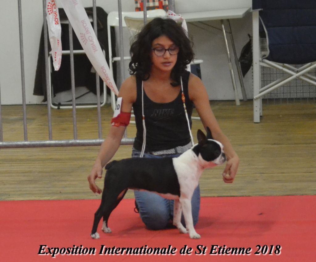 Osiris isis vom norden haus - 1ére Très Prometteur classe Puppy