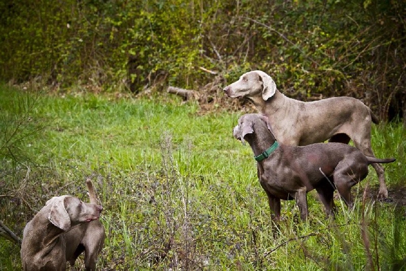 Deal'aime du Tombel'eau