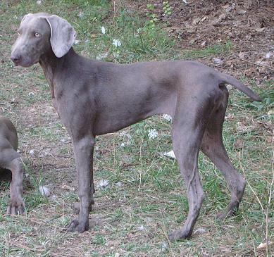 Deal'aime du Tombel'eau