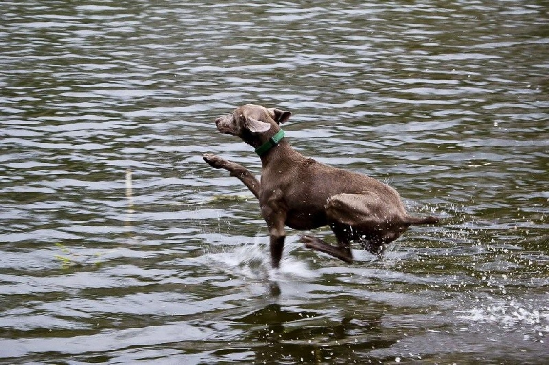 Deal'aime du Tombel'eau