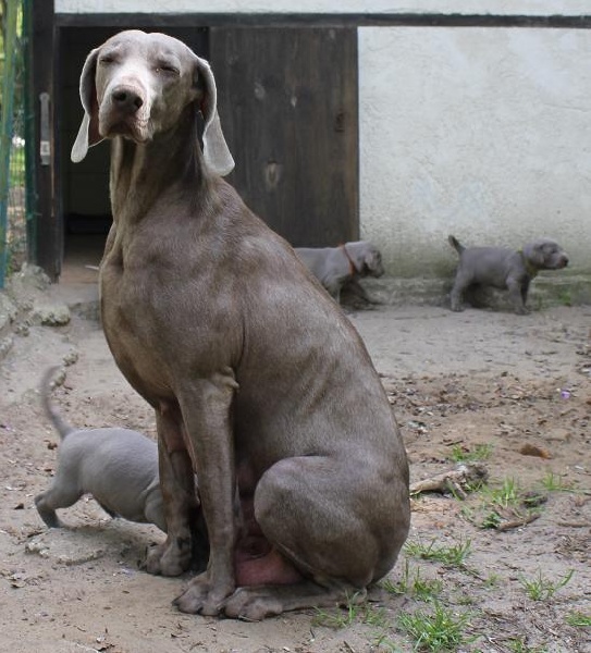 Deal'aime du Tombel'eau