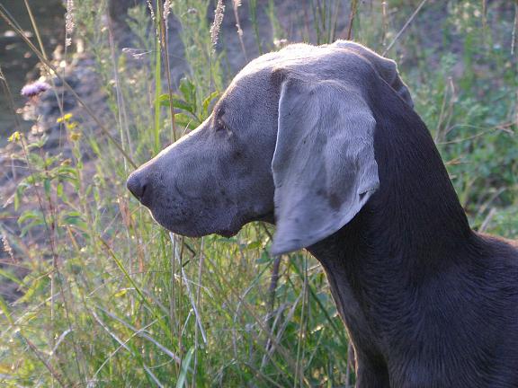 Deal'aime du Tombel'eau