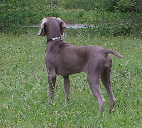 Deal'aime du Tombel'eau