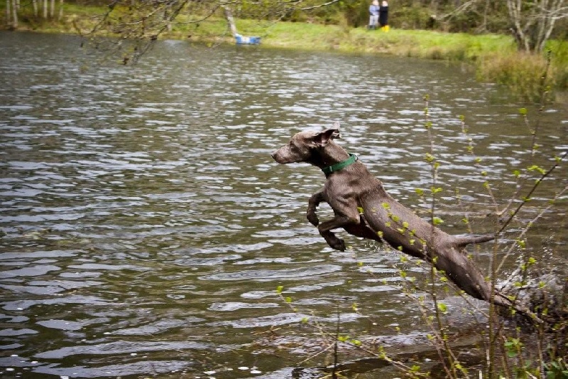 Deal'aime du Tombel'eau