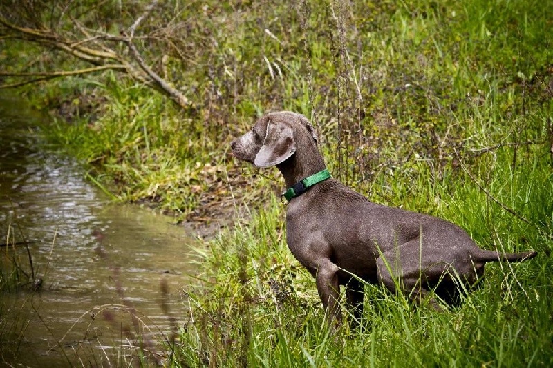 Deal'aime du Tombel'eau