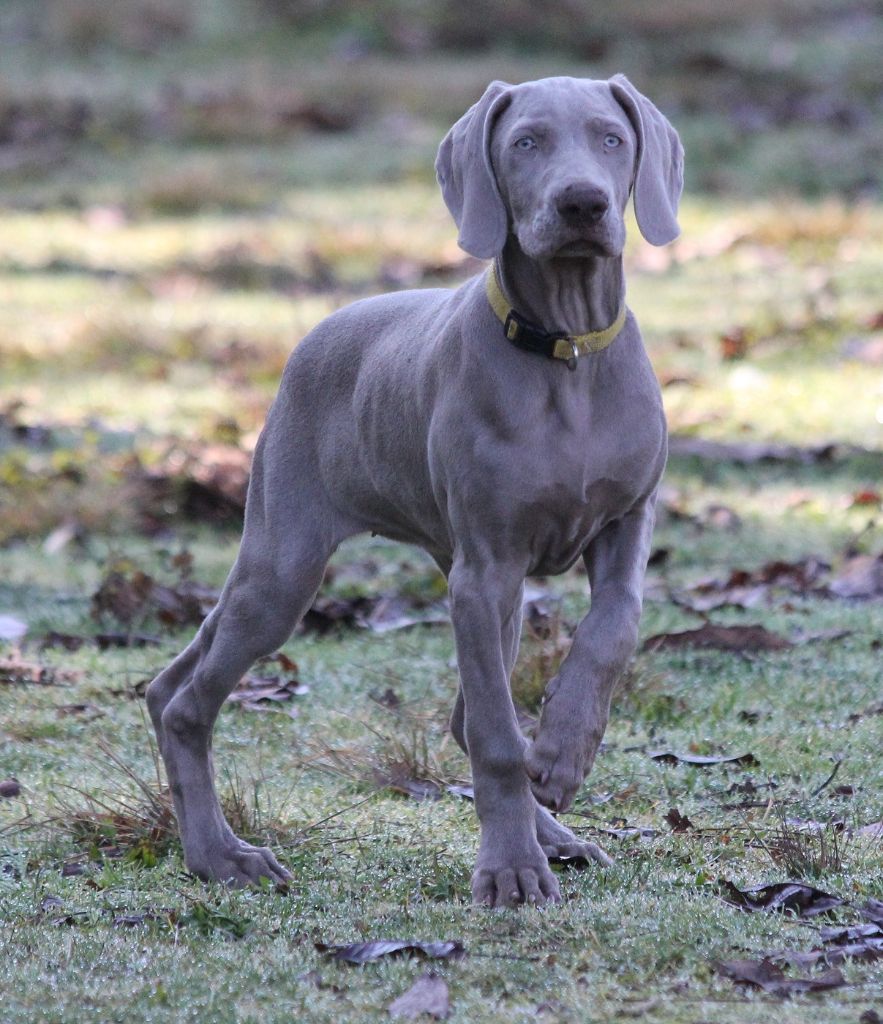 nos braques de weimar du tombeleau