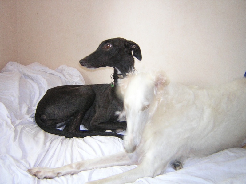 Publication : d'el Collina of Perruska