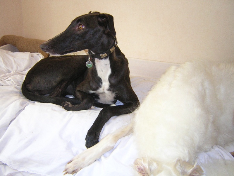 Publication : d'el Collina of Perruska