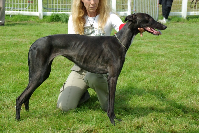 Publication : d'el Collina of Perruska