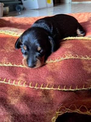 Les chiots de Teckel poil ras