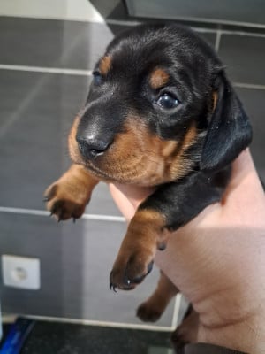 Les chiots de Teckel poil ras