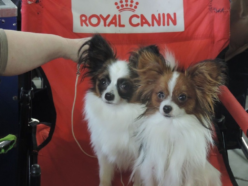 Indi De bel dahlia - 3EME TRES BON EN CLASSE JEUNE