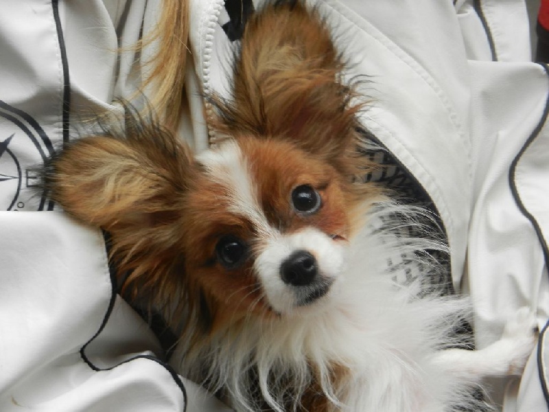 Indi De bel dahlia - TRES PROMETTEUR EN CLASSE BABY