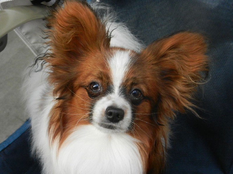 Idefix du Chateau de Peyre - BON EN CLASSE JEUNE