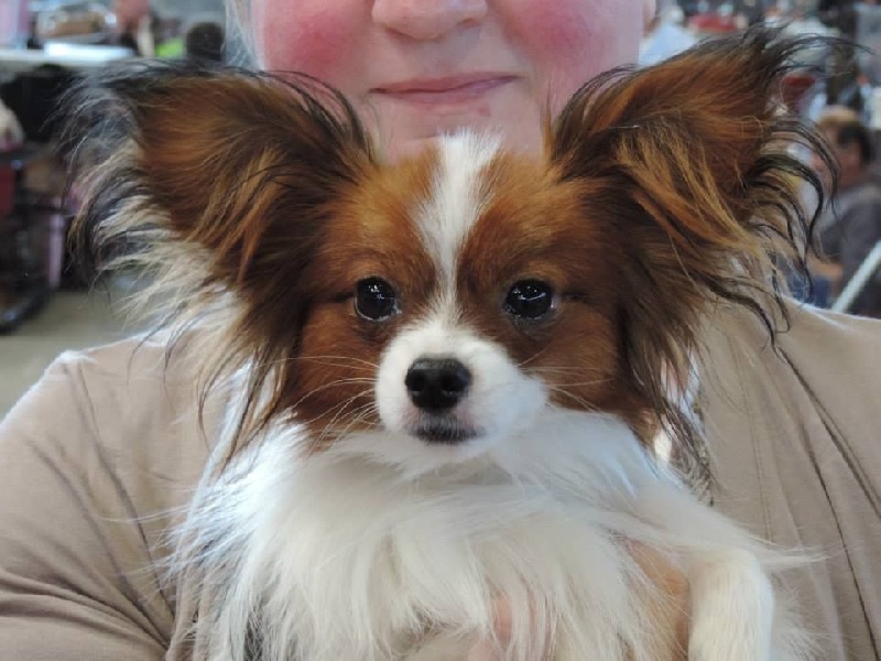 Indi De bel dahlia - 4EME EXCELLENT EN CLASSE JEUNE