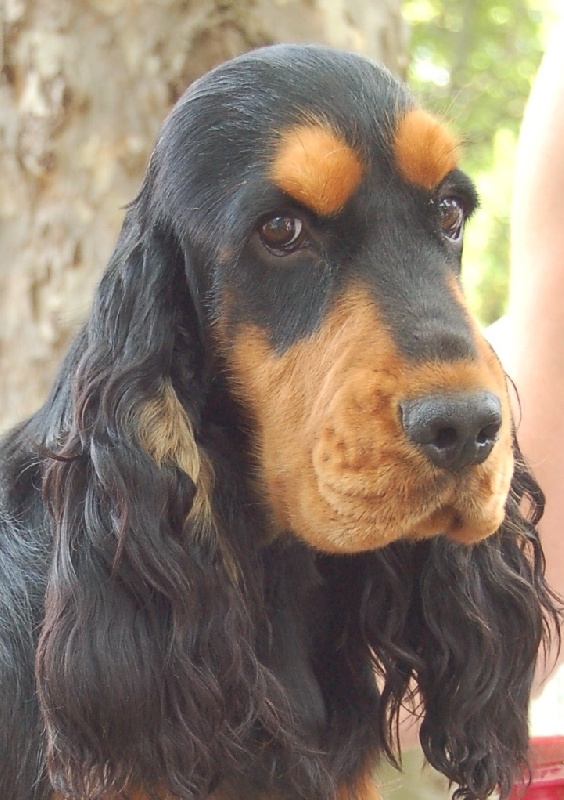 Accueil Elevage De Nimrody Eleveur De Chiens Cocker