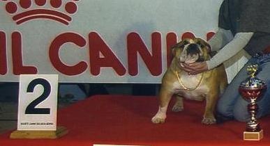 Chelsea Mack Sweet British Bulls - 1ERE EXCELLENTE/MEILLEUR JEUNE/2EME DU GROUPE DES JEUNES SUR RING D HONNEUR